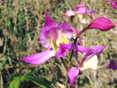 Bletia macristhmochila