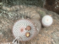 Parodia scopa