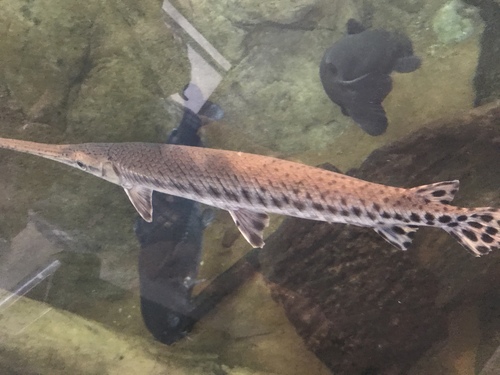 Lepisosteus osseus