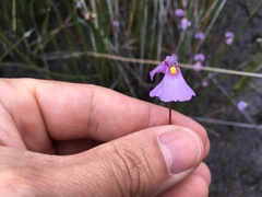 Utricularia oppositiflora