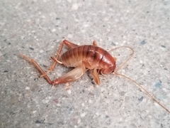 Ceuthophilus hesperus