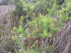 Acacia verticillata verticillata