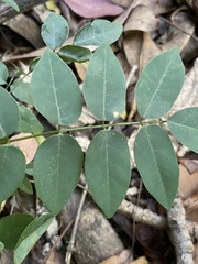 Derris involuta