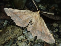 Garaeus specularis