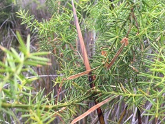 Acacia verticillata verticillata