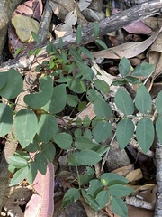 Derris involuta