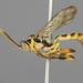 Barichneumon - Photo (c) Brandon, some rights reserved (CC BY-NC), uploaded by Brandon