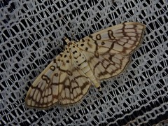 Haritalodes derogata