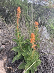 Sinningia allagophylla