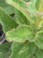 Sinningia allagophylla