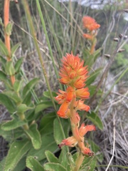 Sinningia allagophylla