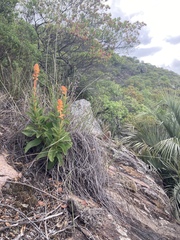 Sinningia allagophylla