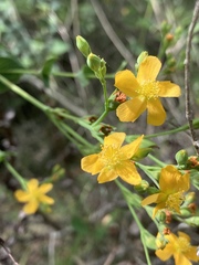 Hypericum connatum