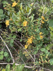 Hypericum connatum