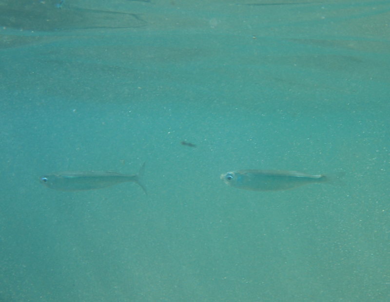 Hawaiian silverside (Atherinomorus insularum) — Atherinidae