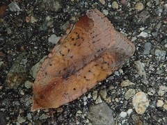 Diarsia ruficauda