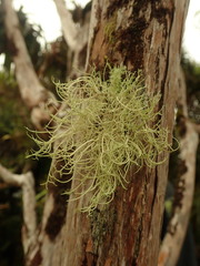 Usnea dasaea