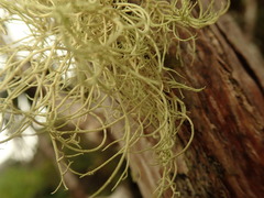 Usnea dasaea