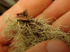 Usnea dasaea