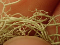 Usnea dasaea