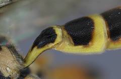 Barichneumon peramoenus