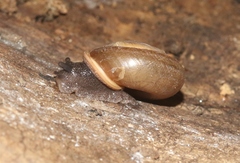 Ashmunella proxima