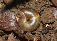 Ashmunella proxima