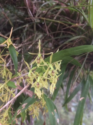 Epidendrum propinquum A.Rich. & Galeotti