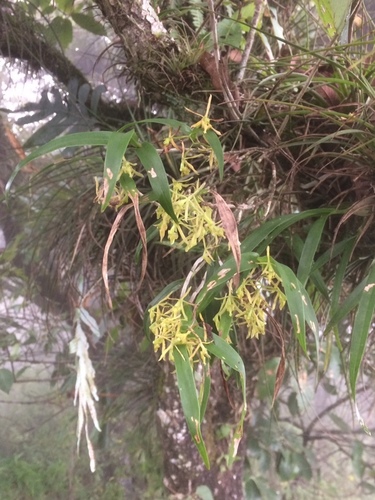 Epidendrum propinquum A.Rich. & Galeotti 2