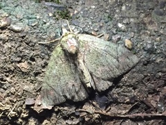 Dindica virescens
