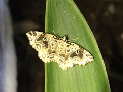 Lobogonodes erectaria