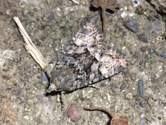 Triphaenopsis cinerescens