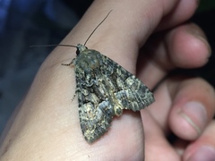 Triphaenopsis cinerescens