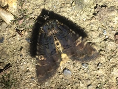 Anapamea cuneatoides