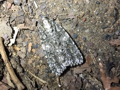 Acronicta catocaloida