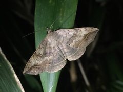 Blasticorhinus unduligera