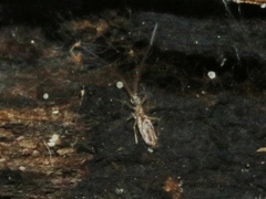 Paronellidae