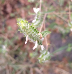 Tetramerium