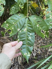 Melicope elleryana
