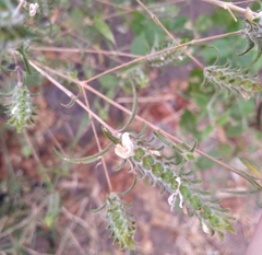 Tetramerium