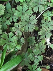 Hydrocotyle dissecta