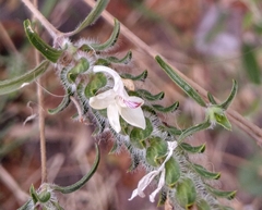 Tetramerium