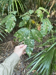 Melicope elleryana