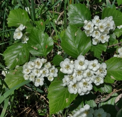 Crataegus macracantha