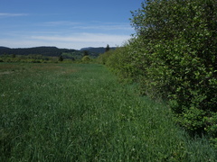 Crataegus macracantha