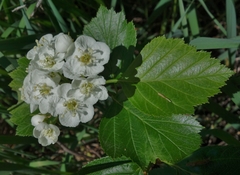 Crataegus macracantha