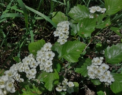 Crataegus macracantha