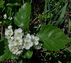 Crataegus macracantha