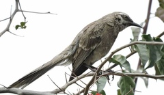 Mimus longicaudatus