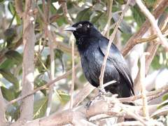 Molothrus bonariensis